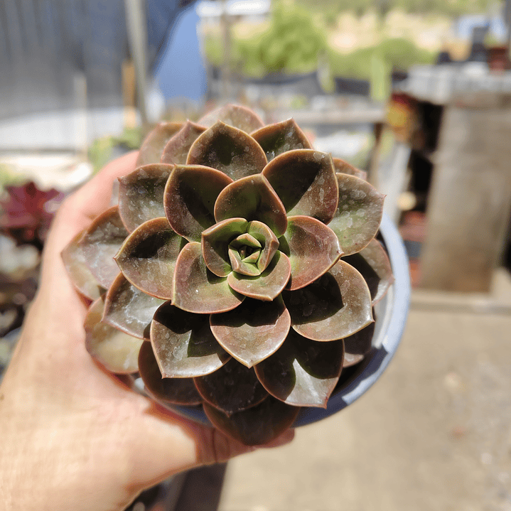 Echeveria Melaco 4