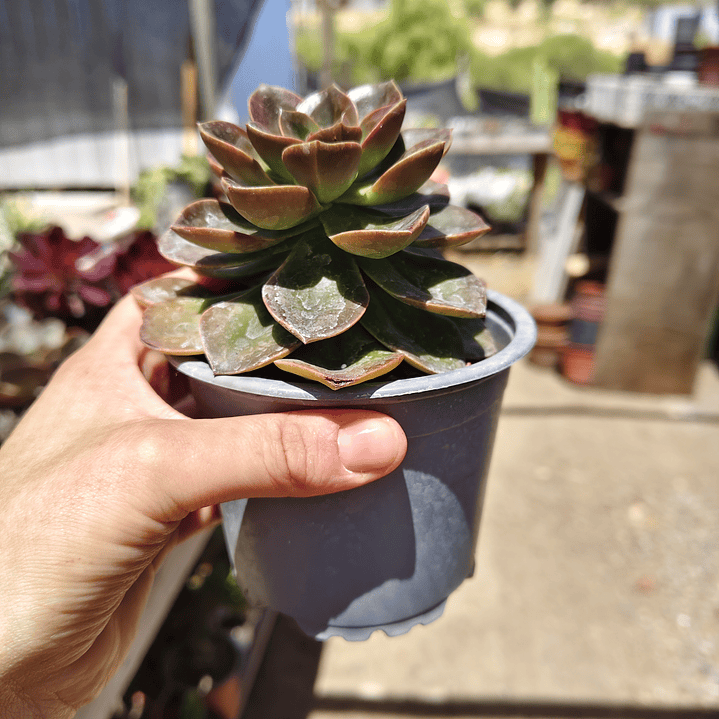 Echeveria Melaco 3