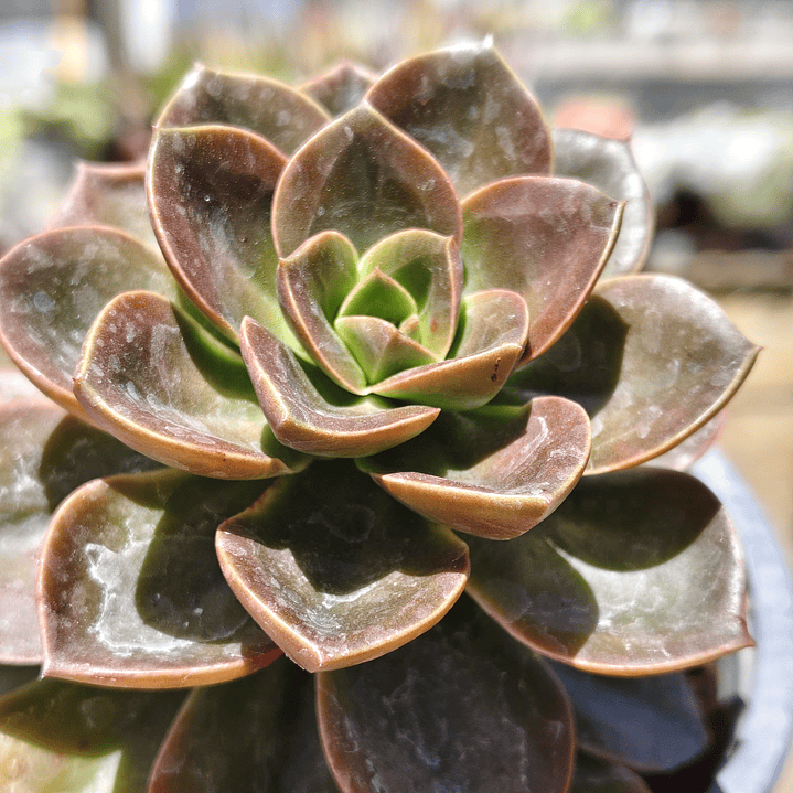 Echeveria Melaco 1