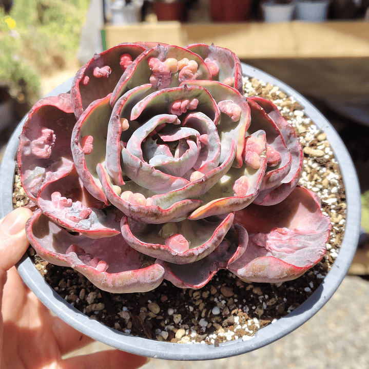 Echeveria Beyonce 1