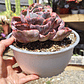 Echeveria Beyonce - Miniatura 2