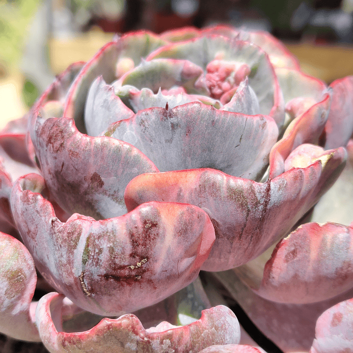 Echeveria Beyonce 3