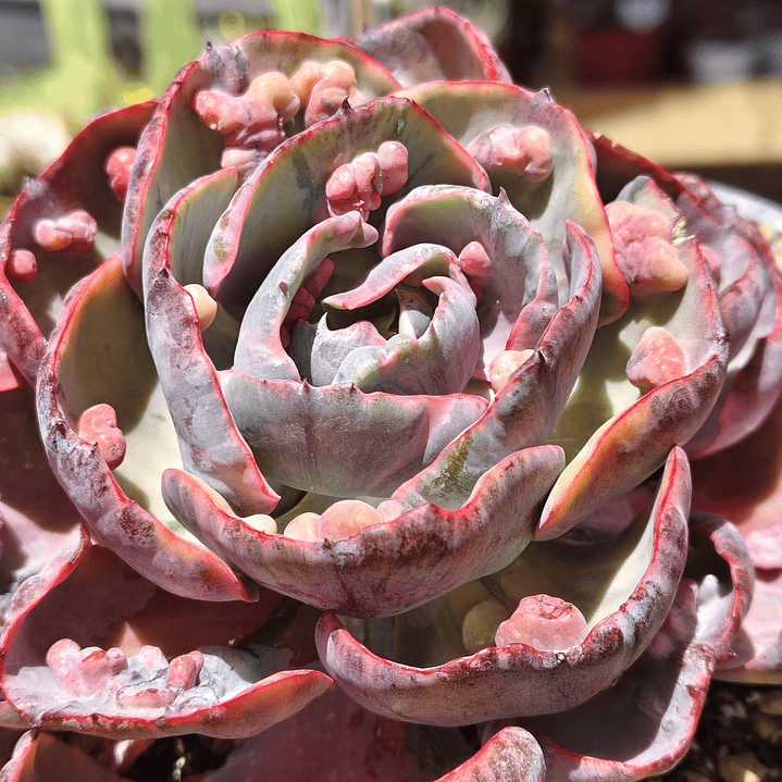 Echeveria Beyonce 4