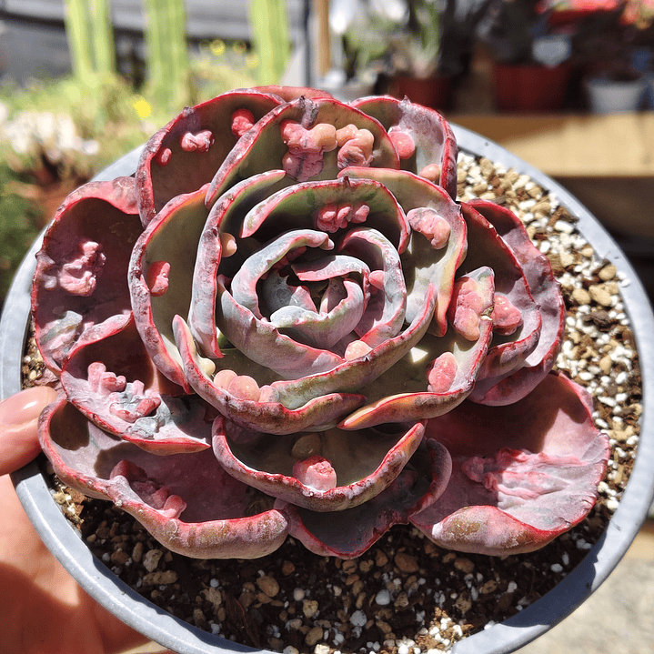Echeveria Beyonce 5