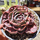 Echeveria Beyonce - Miniatura 5