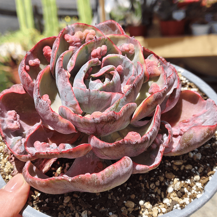 Echeveria Beyonce 6