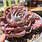 Echeveria Beyonce - Miniatura 6