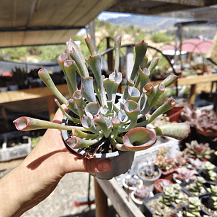 Echeveria Pink Trumpet