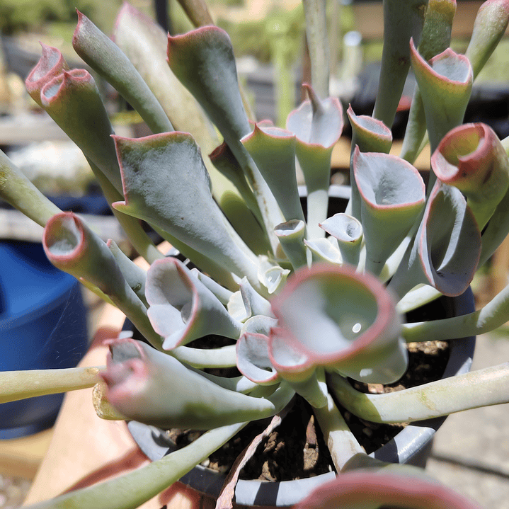 Echeveria Pink Trumpet 3