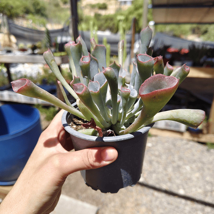 Echeveria Pink Trumpet 5