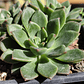 Echeveria Ron Evans - Miniatura 2