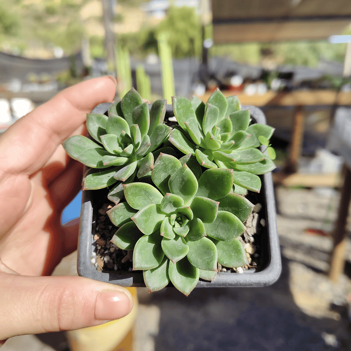 Echeveria Ron Evans 4