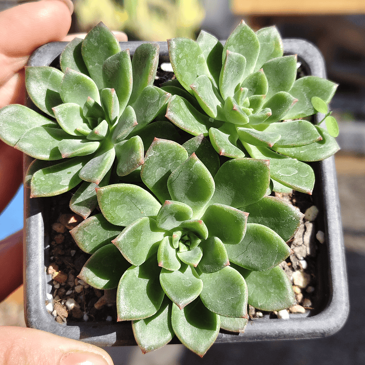 Echeveria Ron Evans 1