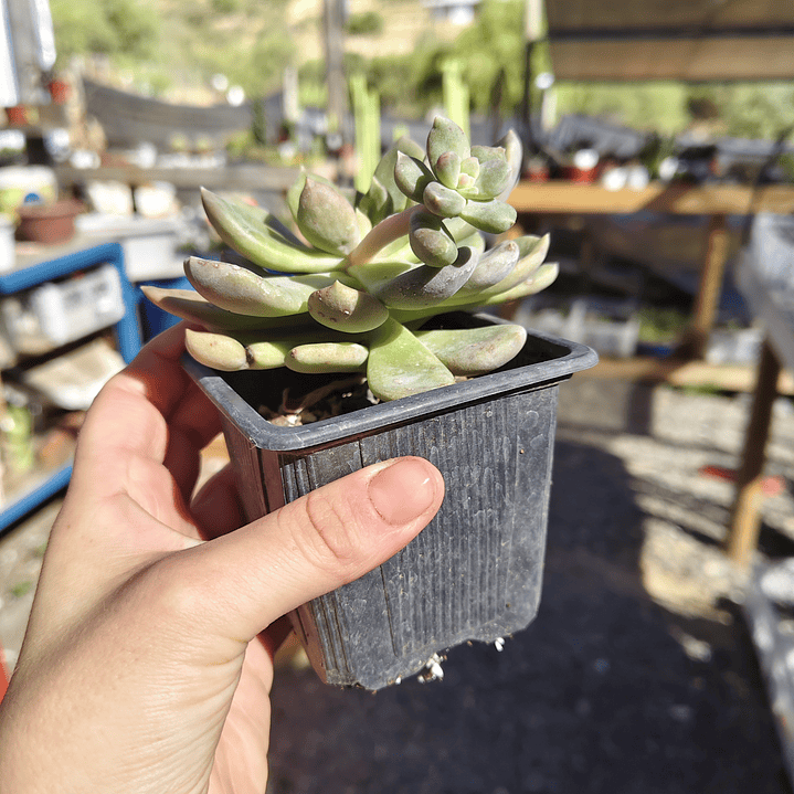 Cremneria mutabilis 2