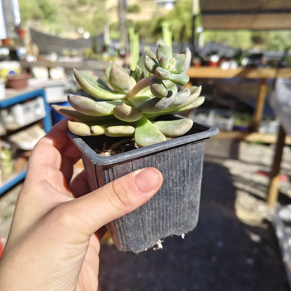 Cremneria mutabilis 2