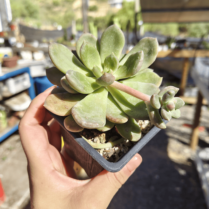 Cremneria mutabilis 3