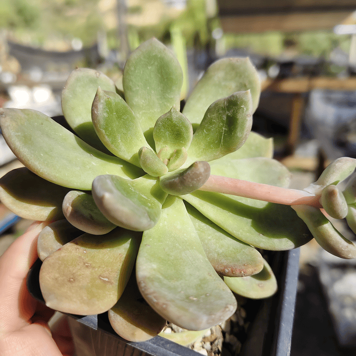 Cremneria mutabilis 1