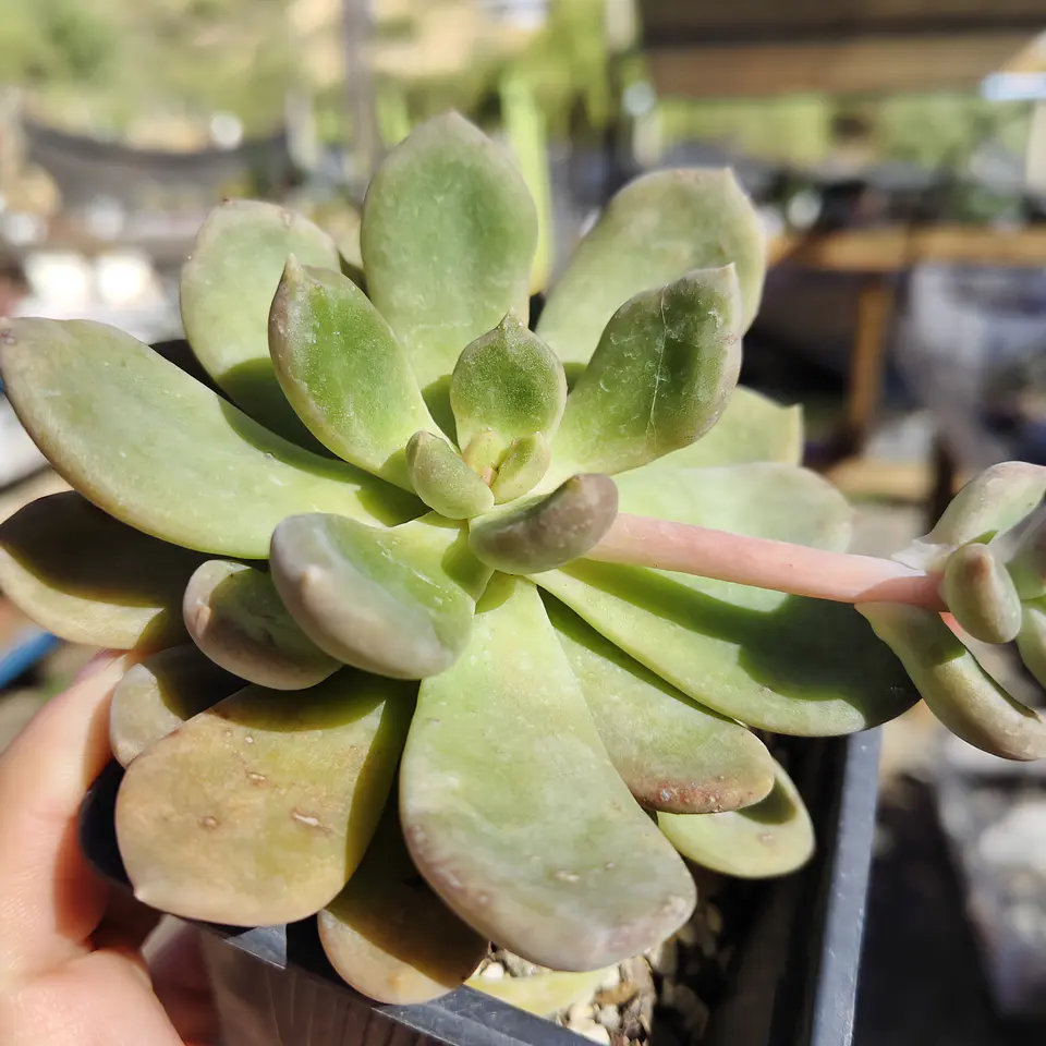 Cremneria mutabilis 1