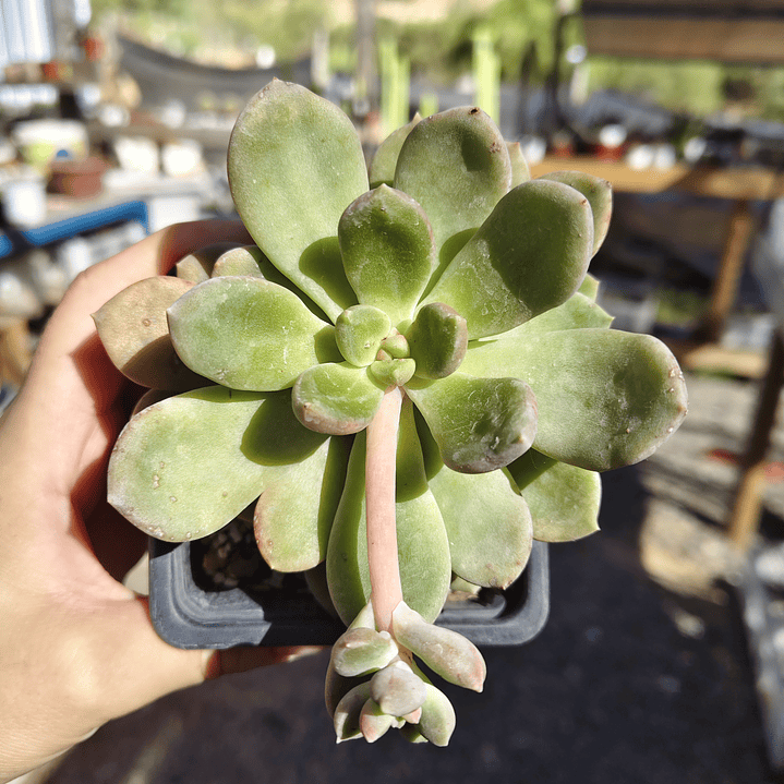 Cremneria mutabilis 5