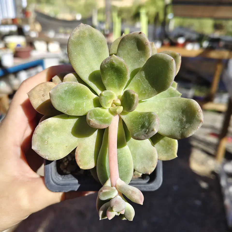 Cremneria mutabilis 5