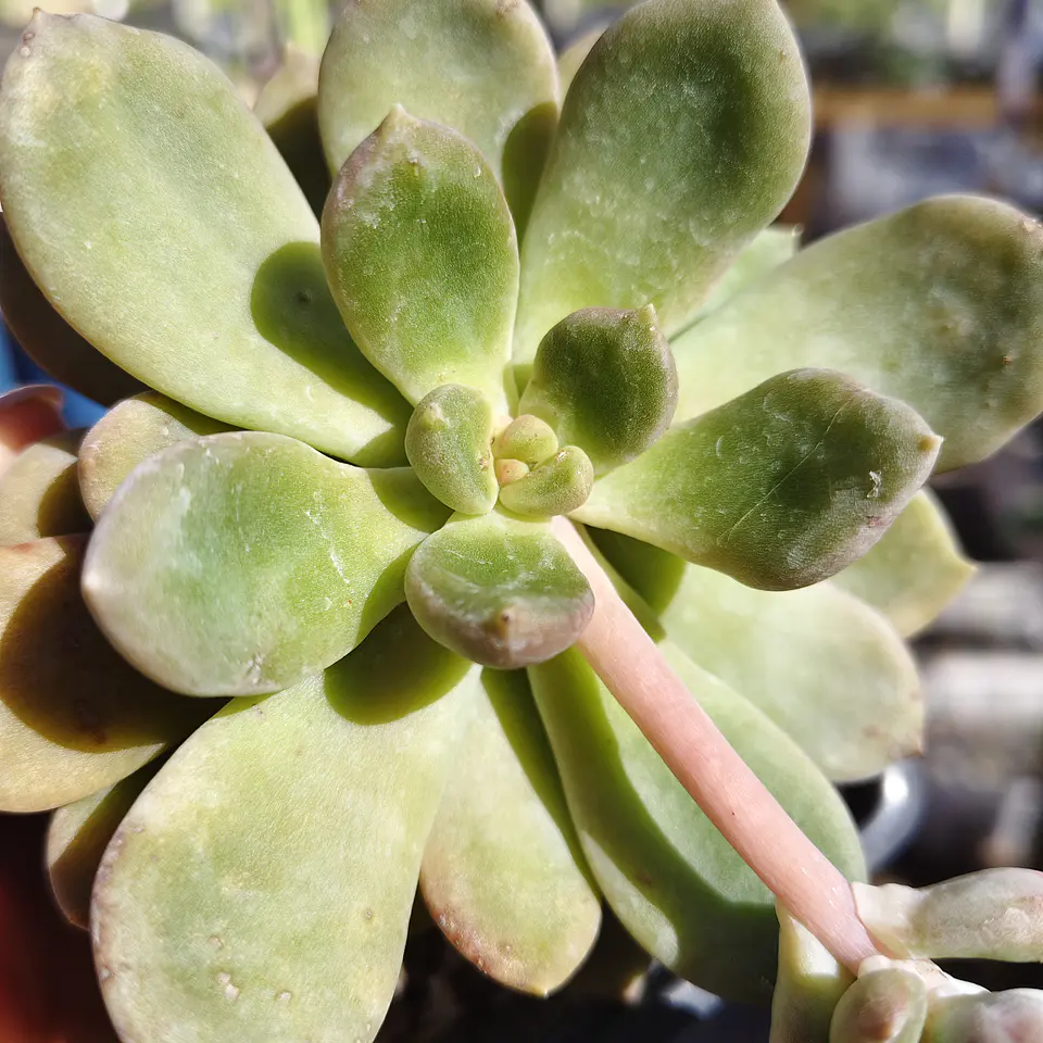 Cremneria mutabilis 4
