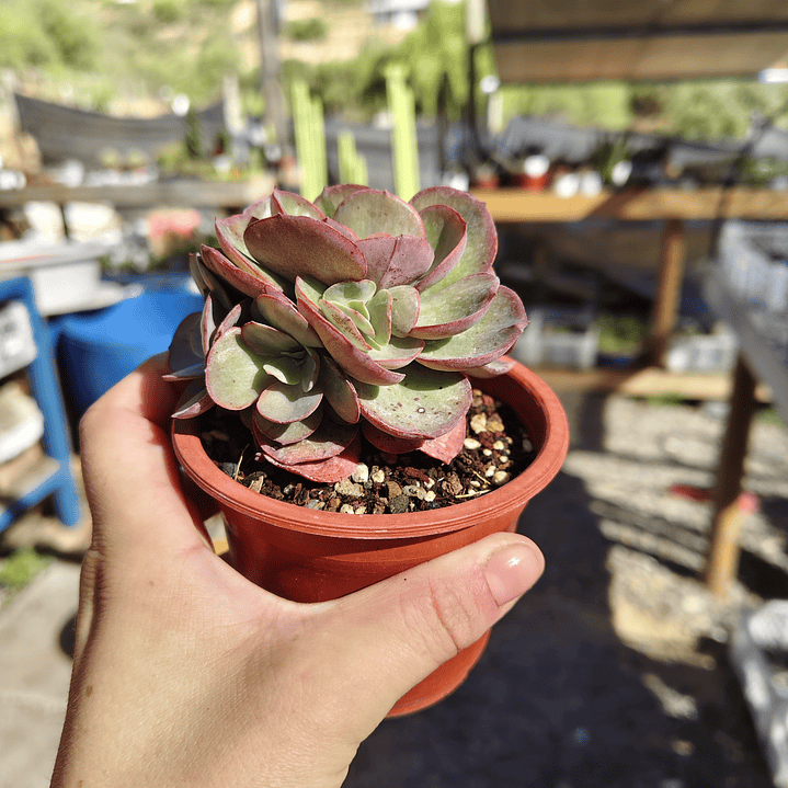 Echeveria Suyon 2