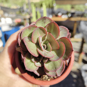 Echeveria Suyon