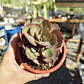 Echeveria Suyon - Miniatura 3