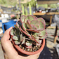 Echeveria Suyon - Miniatura 4