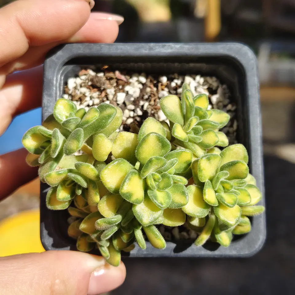 Aichryson bethencourtiatum variegatum 2