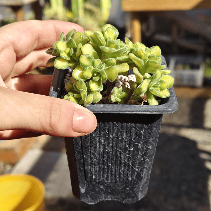 Aichryson bethencourtiatum variegatum 3