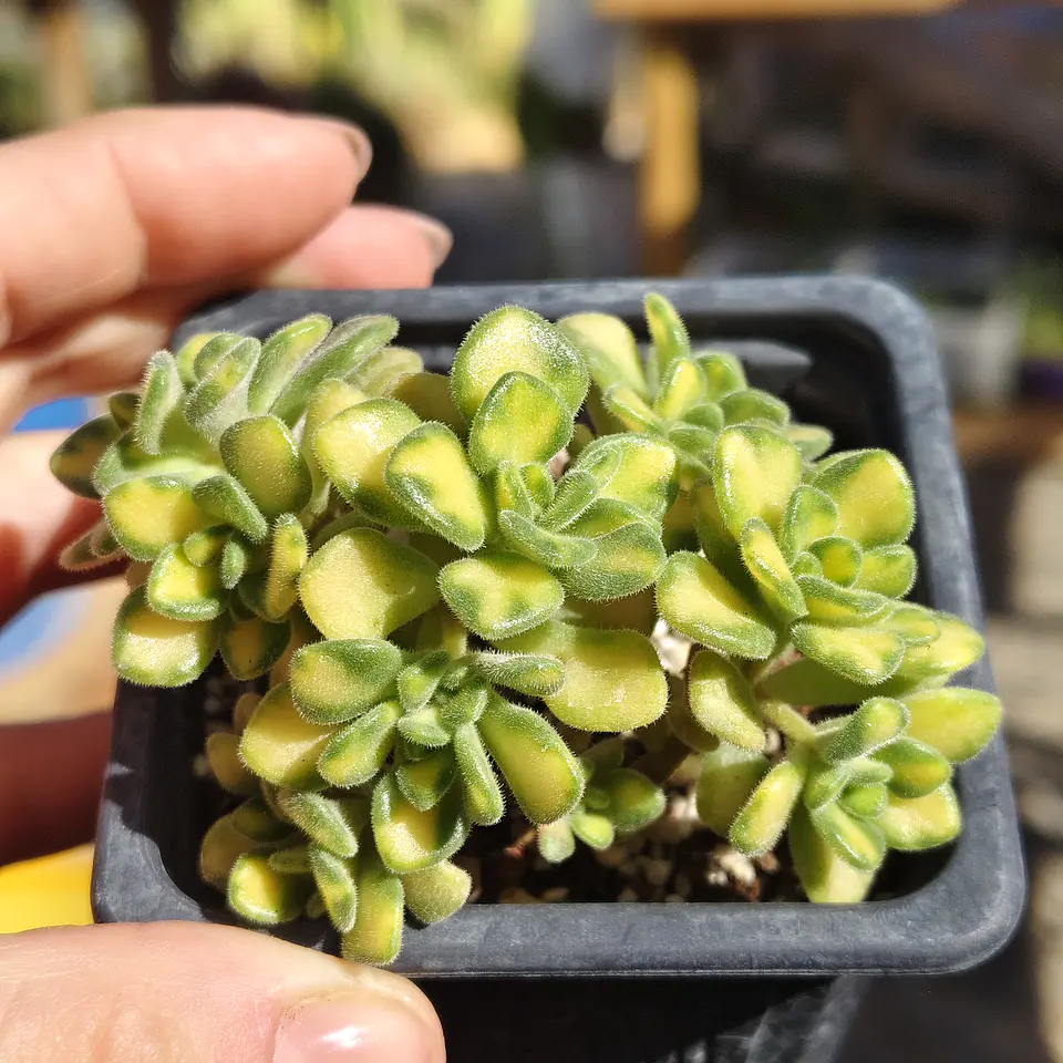 Aichryson bethencourtiatum variegatum 1