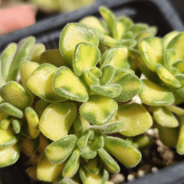 Aichryson bethencourtiatum variegatum 4