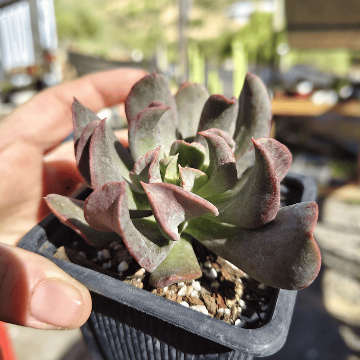 Echeveria Dark Vader 2