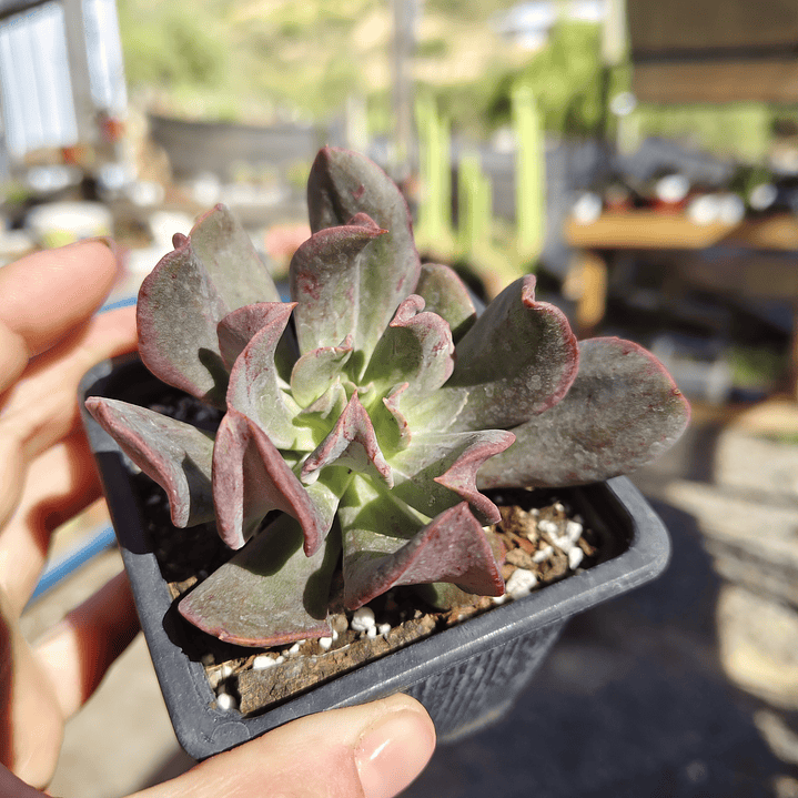 Echeveria Dark Vader 3