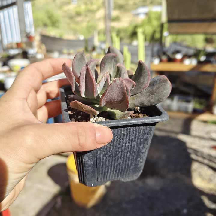 Echeveria Dark Vader 4