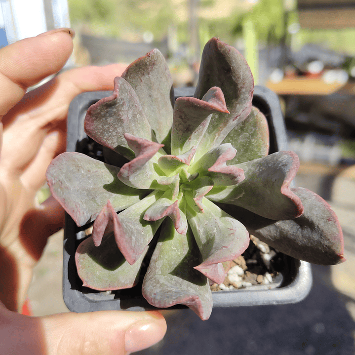 Echeveria Dark Vader 1