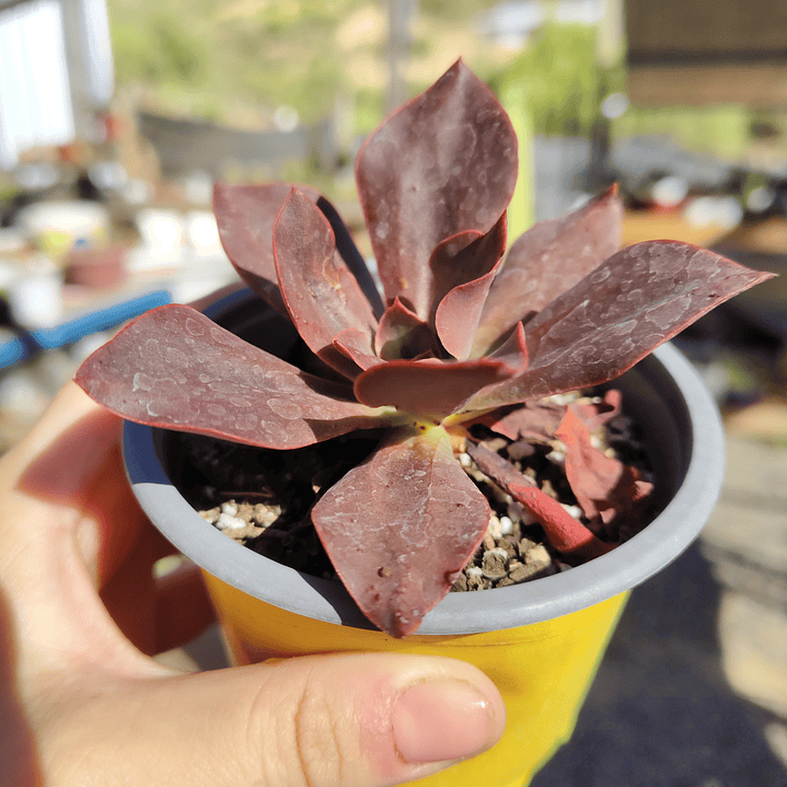 Echeveria Lady Burgandy 2