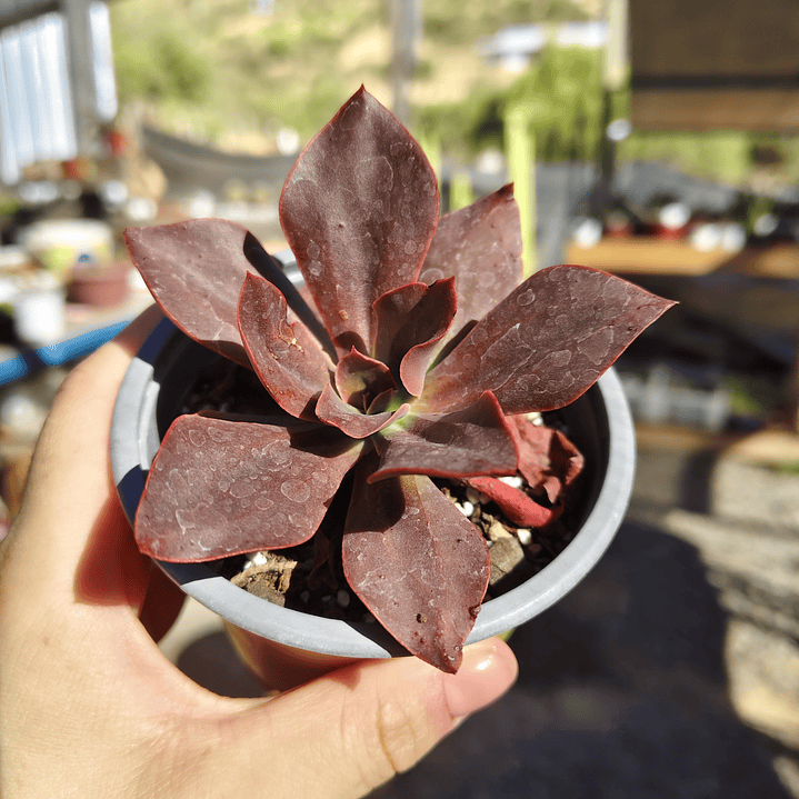 Echeveria Lady Burgandy 3