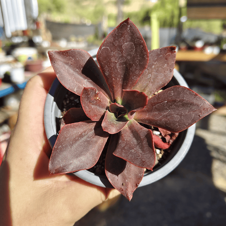 Echeveria Lady Burgandy 1
