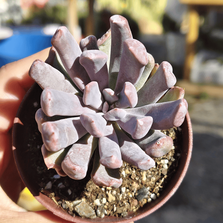 Graptoveria Cupido 1