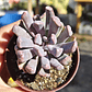 Graptoveria Cupido - Miniatura 1