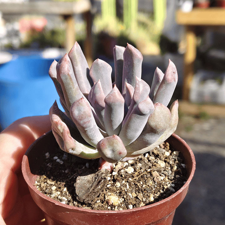 Graptoveria Cupido 3