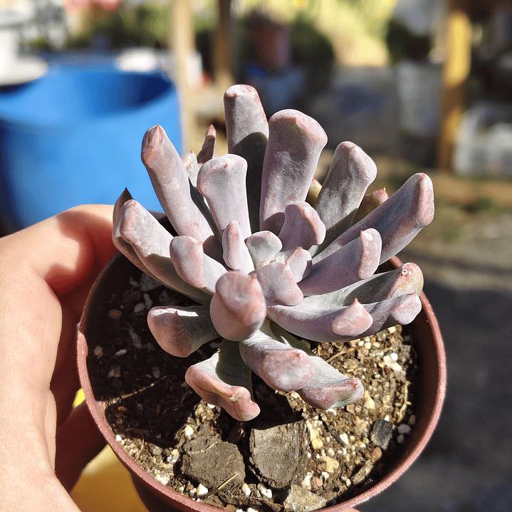 Graptoveria Cupido 4