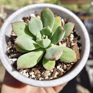 Echeveria Graesneri
