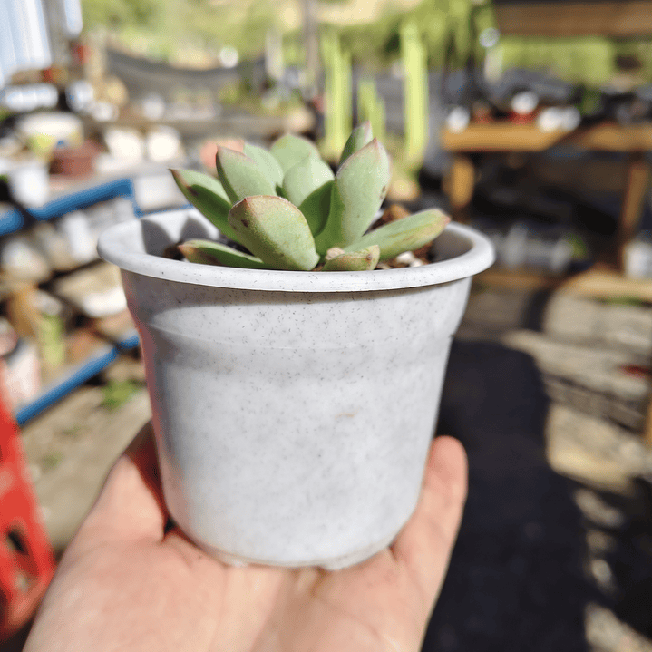 Echeveria Graesneri 3