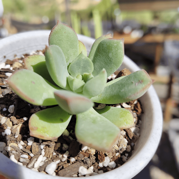 Echeveria Graesneri 2