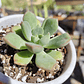 Echeveria Graesneri - Miniatura 2