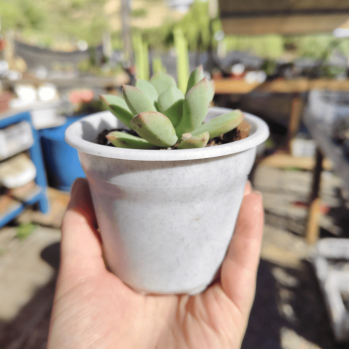 Echeveria Graesneri 4