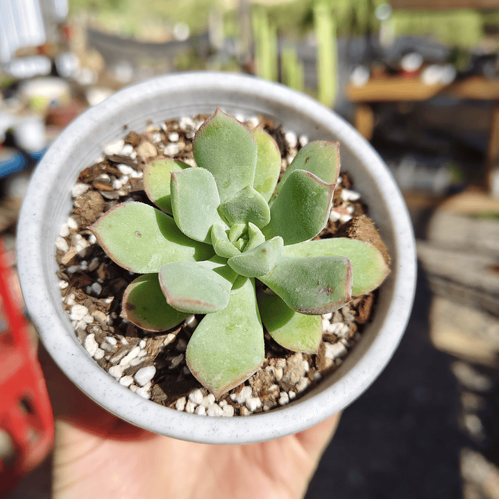 Echeveria Graesneri 5